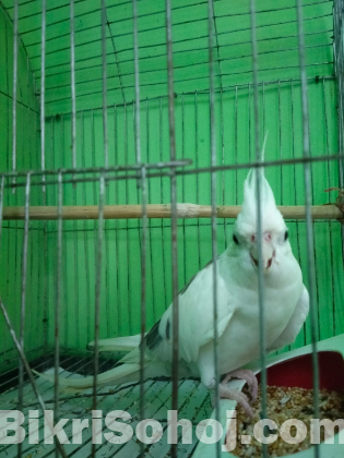 কোকাটেল হোয়াইট ভি-পাইড